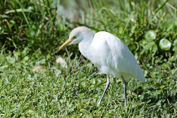 Fototapeta premium bubulcus ibis, cattle egret