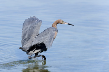 reddish egret,  egretta rufescens