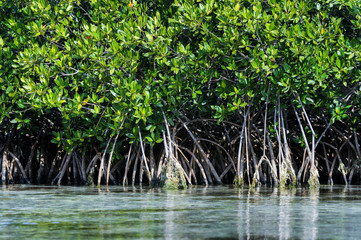 red mangrove, rhizophora mangle