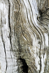 tree bark texture old
