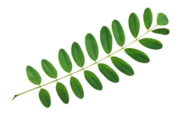Fototapeta premium Green leaf acacia isolated on white background