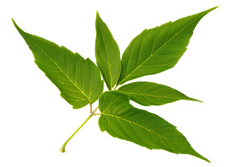 Naklejka premium Green leaf maple isolated on white background