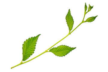 Green leaf elm isolated on white background