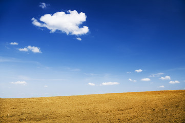 Fototapeta premium agricultural field