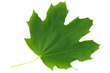 Green leaf maple isolated on white background