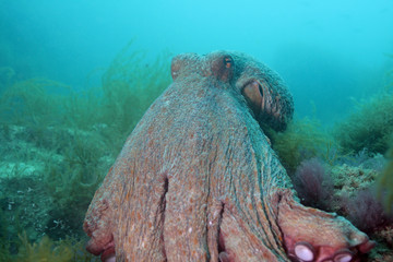 poulpe © jerome bernard