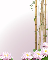 Water the plant with lily