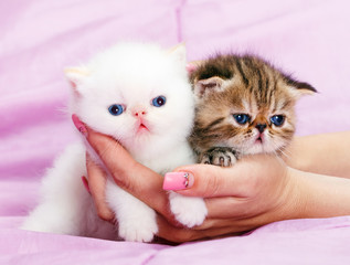 Fototapeta premium Little persian kitten