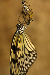 Weisse Baumnymphe (Idea leuconoe)