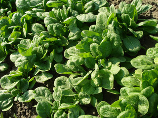 spinach vegetable bed