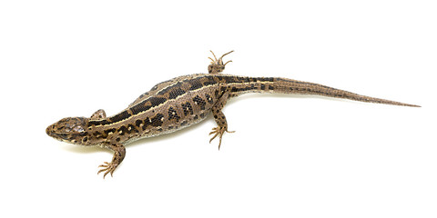lizard on white background