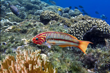 Thalassoma Klunzingeri