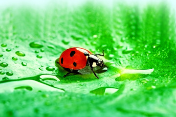 Ladybug
