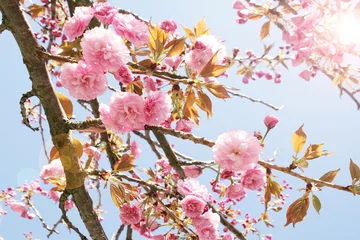 Fototapeten Cherry tree blossom © vali_111