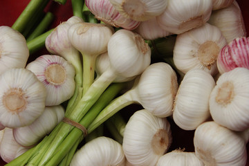 garlic