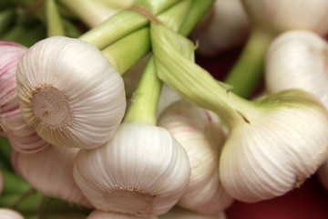 garlic