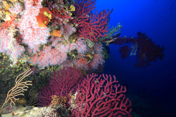 Fototapeta na wymiar koral czerwony i morze fanów