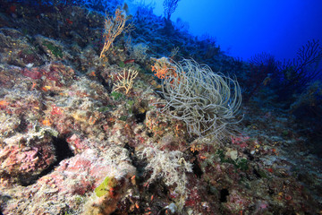 anemone bianca mediterraneo
