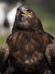 The Golden Eagle (Aquila chrysaetos) - portrait.