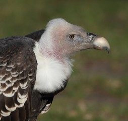 The Cinereous Vulture (Aegypius monachus) - portrait.