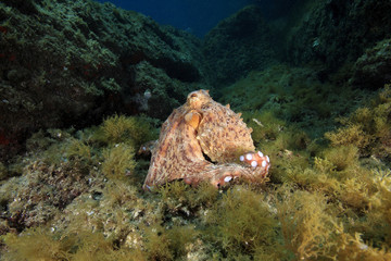 polipo polpo cefalopode mediterraneo