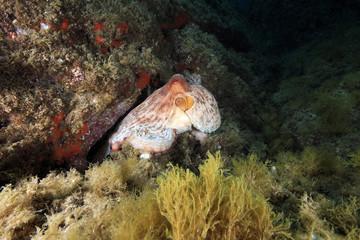 polipo polpo cefalopode mediterraneo