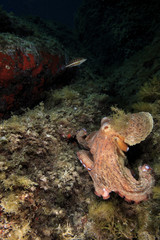 polipo polpo cefalopode mediterraneo © marcodeepsub