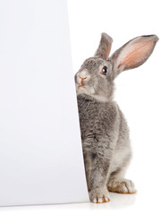 Grey Rabbit with a sheet of paper