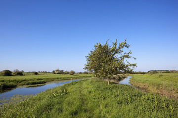 summer water meadows