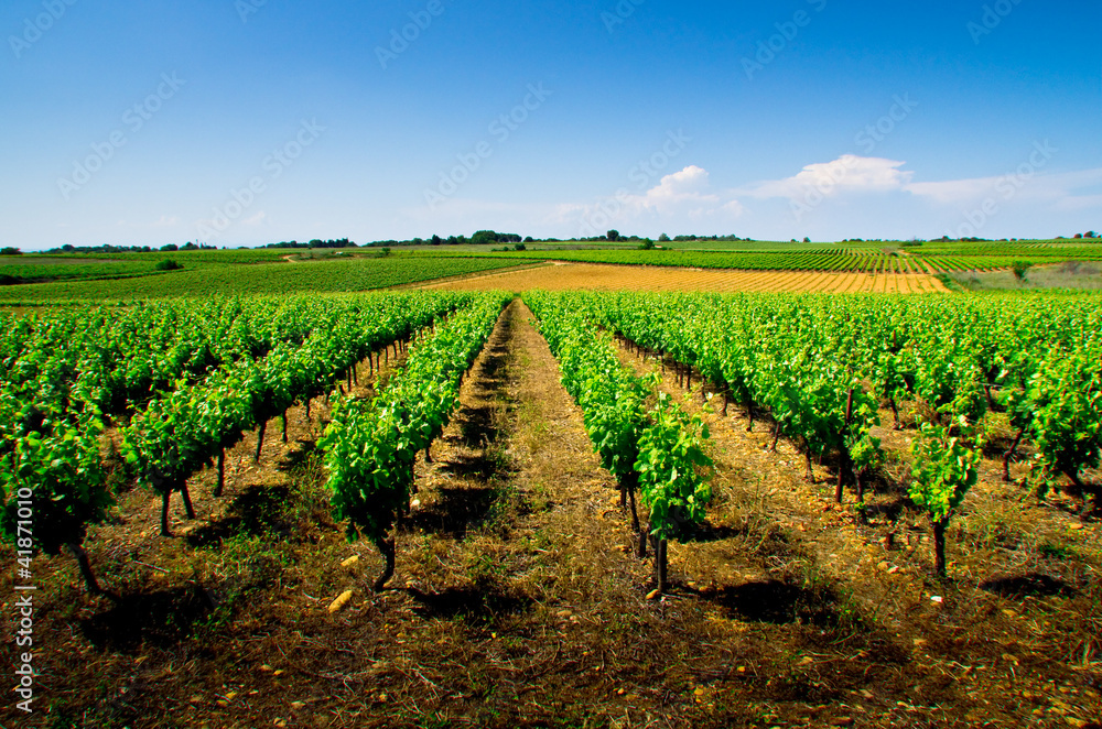 Wall mural Vignes Costières