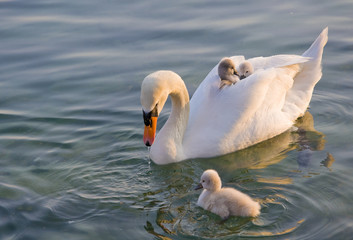 Schwan mit Jungen auf dem Rücken