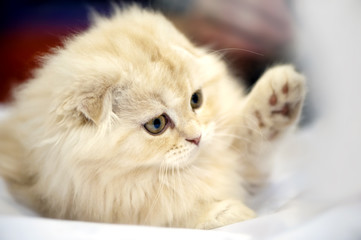 adorable Scottish fold kitten close-up