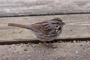 
Eating Song Sparrow
