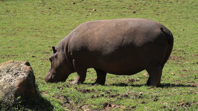 Hipop&oacute;tamo 3