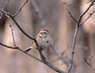 American Tree Sparrow (Spizella arborea)