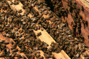 bees in the hive