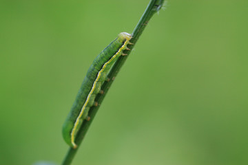 Fototapeta premium night moth larvae on a plant