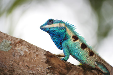 thai lizard on tree