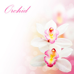 Fototapeta na wymiar Pink orchid flowers background