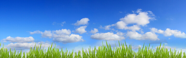 Fototapeta premium green grass and blue sky panorama with clouds