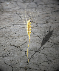alone wheat on dry earth starvation concept