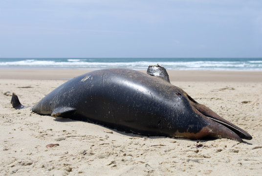 Dead dolphin washed up on a french beach