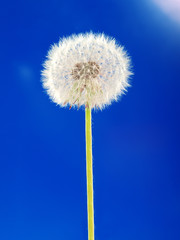 pusteblume