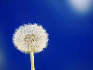 Obraz premium pusteblume