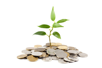 money concept with green plant
