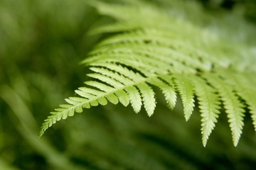 Detail of fern