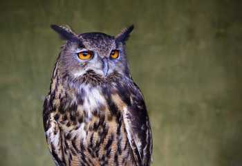 Portrait of an Owl