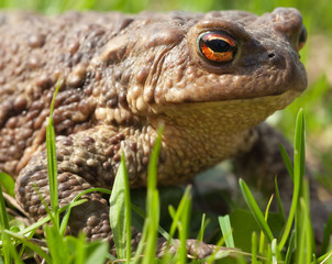 toad sits in a grass