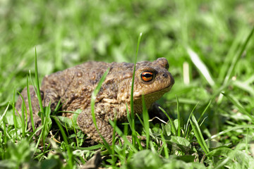 toad sits in a grass