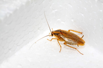 closeup of cockroach